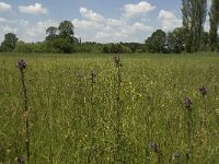 NL, Noord-Brabant, Baarle-Nassau, De Manke Goren 91, Saxifraga-Willem van Kruijsbergen