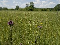 NL, Noord-Brabant, Baarle-Nassau, De Manke Goren 94, Saxifraga-Willem van Kruijsbergen