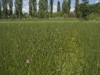 NL, Noord-Brabant, Baarle-Nassau, De Manke Goren 95, Saxifraga-Willem van Kruijsbergen