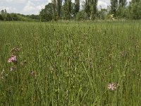 NL, Noord-Brabant, Baarle-Nassau, De Manke Goren 97, Saxifraga-Willem van Kruijsbergen