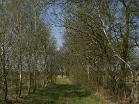 NL, Noord-Brabant, Baarle-Nassau, Halsche Beemden 106, Saxifraga-Willem van Kruijsbergen