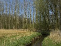 NL, Noord-Brabant, Baarle-Nassau, Halsche Beemden 11, Saxifraga-Jan van der Straaten