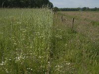 NL, Noord-Brabant, Baarle-Nassau, Halsche Beemden 115, Saxifraga- Jan van der Straaten