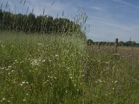 NL, Noord-Brabant, Baarle-Nassau, Halsche Beemden 118, Saxifraga- Jan van der Straaten