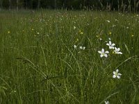 NL, Noord-Brabant, Baarle-Nassau, Halsche Beemden 119, Saxifraga-Jan van der Straaten