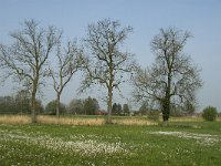 NL, Noord-Brabant, Baarle-Nassau, Halsche Beemden 125, Saxifraga-Willem van Kruijsbergen