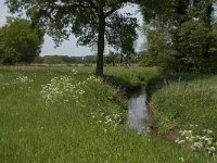 NL, Noord-Brabant, Baarle-Nassau, Halsche Beemden 127, Saxifraga-Jan van der Straaten