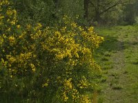 NL, Noord-Brabant, Baarle-Nassau, Halsche Beemden 129, Saxifraga-Jan van der Straaten