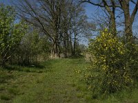 NL, Noord-Brabant, Baarle-Nassau, Halsche Beemden 134, Saxifraga-Marijke Verhagen