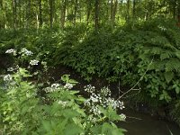 NL, Noord-Brabant, Baarle-Nassau, Halsche Beemden 158, Saxifraga-Willem van Kruijsbergen