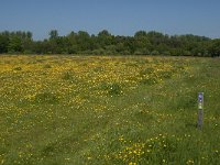 NL, Noord-Brabant, Baarle-Nassau, Halsche Beemden 184, Saxifraga-Jan van der Straaten