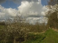 NL, Noord-Brabant, Baarle-Nassau, Halsche Beemden 206, Saxifraga-Marijke Verhagen