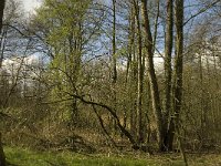 NL, Noord-Brabant, Baarle-Nassau, Halsche Beemden 209, Saxifraga-Marijke Verhagen