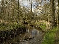 NL, Noord-Brabant, Baarle-Nassau, Halsche Beemden 215, Saxifraga-Marijke Verhagen