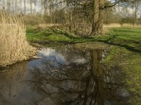 NL, Noord-Brabant, Baarle-Nassau, Halsche Beemden 216, Saxifraga-Marijke Verhagen