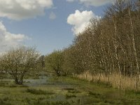 NL, Noord-Brabant, Baarle-Nassau, Halsche Beemden 217, Saxifraga-Marijke Verhagen