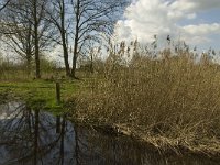 NL, Noord-Brabant, Baarle-Nassau, Halsche Beemden 219, Saxifraga-Marijke Verhagen