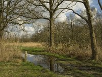 NL, Noord-Brabant, Baarle-Nassau, Halsche Beemden 220, Saxifraga-Marijke Verhagen