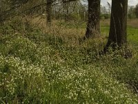 NL, Noord-Brabant, Baarle-Nassau, Halsche Beemden 223, Saxifraga-Marijke Verhagen