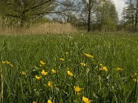 NL, Noord-Brabant, Baarle-Nassau, Halsche Beemden 224, Saxifraga-Marijke Verhagen