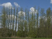 NL, Noord-Brabant, Baarle-Nassau, Halsche Beemden 227, Saxifraga-Marijke Verhagen