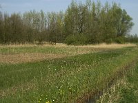 NL, Noord-Brabant, Baarle-Nassau, Halsche Beemden 27, Saxifraga-Jan van der Straaten