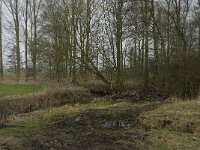 NL, Noord-Brabant, Baarle-Nassau, Halsche Beemden 36, Saxifraga-Willem van Kruijsbergen