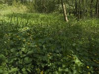 NL, Noord-Brabant, Baarle-Nassau, Halsche Beemden 57, Saxifraga-Willem van Kruijsbergen