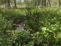 NL, Noord-Brabant, Baarle-Nassau, Halsche Beemden 59, Saxifraga-Willem van Kruijsbergen