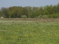 NL, Noord-Brabant, Baarle-Nassau, Halsche Beemden 79, Saxifraga-Willem van Kruijsbergen