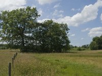 NL, Noord-Brabant, Baarle-Nassau, Halsche Beemden 9, Saxifraga-Jan van der Straaten