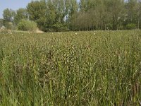 NL, Noord-Brabant, Baarle-Nassau, Halsche Beemden 93, Saxifraga-Willem van Kruijsbergen