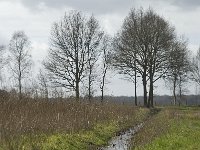 NL, Noord-Brabant, Baarle-Nassau, Halsche Beemden 98, Saxifraga-Willem van Kruijsbergen