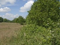 NL, Noord-Brabant, Baarle-Nassau, Hoekbeemden 13, Saxifraga-Jan van der Straaten