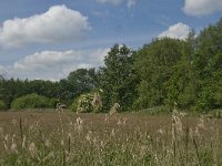 NL, Noord-Brabant, Baarle-Nassau, Hoekbeemden 17, Saxifraga-Jan van der Straaten