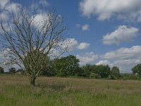 NL, Noord-Brabant, Baarle-Nassau, Hoekbeemden 3, Saxifraga-Jan van der Straaten