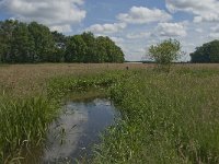 NL, Noord-Brabant, Baarle-Nassau, Hoekbeemden 4, Saxifraga-Jan van der Straaten