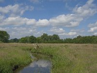 NL, Noord-Brabant, Baarle-Nassau, Hoekbeemden 6, Saxifraga-Jan van der Straaten