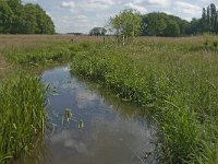 NL, Noord-Brabant, Baarle-Nassau, Hoekbeemden 8, Saxifraga-Jan van der Straaten