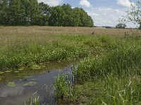 NL, Noord-Brabant, Baarle-Nassau, Hoekbeemden 9, Saxifraga-Jan van der Straaten