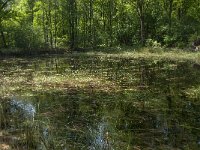 NL, Noord-Brabant, Baarle-Nassau, Hollandsche Bosschen 1, Saxifraga-Jan van der Straaten