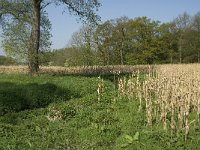 NL, Noord-Brabant, Baarle-Nassau, Kromme Hoek 10, Saxifraga-Jan van der Straaten