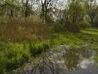 NL, Noord-Brabant, Baarle-Nassau, Kromme Hoek 12, Saxifraga-Jan van der Straaten