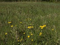 NL, Noord-Brabant, Baarle-Nassau, Kromme Hoek 21, Saxifraga-Jan van der Straaten