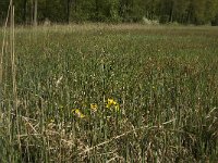 NL, Noord-Brabant, Baarle-Nassau, Kromme Hoek 22, Saxifraga-Jan van der Straaten