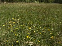 NL, Noord-Brabant, Baarle-Nassau, Kromme Hoek 26, Saxifraga-Jan van der Straaten