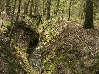 NL, Noord-Brabant, Baarle-Nassau, Kromme Hoek 3, Saxifraga-Jan van der Straaten