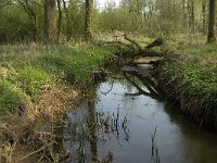 NL, Noord-Brabant, Baarle-Nassau, Kromme Hoek 4, Saxifraga-Jan van der Straaten