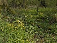 NL, Noord-Brabant, Baarle-Nassau, Kromme Hoek 5, Saxifraga-Jan van der Straaten