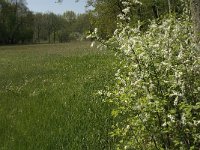 NL, Noord-Brabant, Baarle-Nassau, Kromme Hoek 52, Saxifraga-Willem van Kruijsbergen,